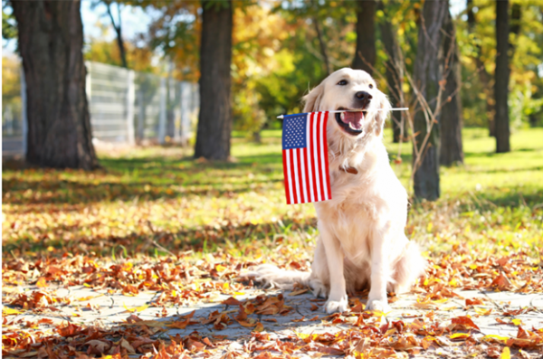 Dog holding American flag