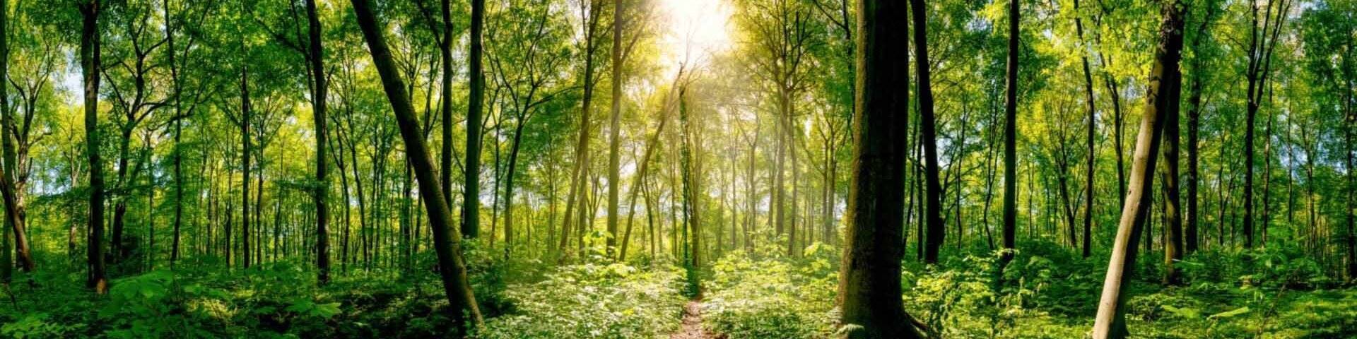 Forest In Summer Time